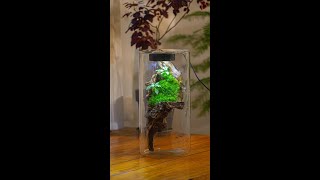 Tutorial build a moss driftwood terrarium with only red clay [upl. by Irabaj767]