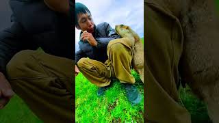 Cute Wild animal bobak marmot or prairie dog eating cookies yummy 139 [upl. by Amye80]