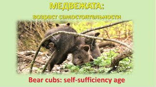 ВОЗРАСТ САМОСТОЯТЕЛЬНОСТИ У МЕДВЕЖАТ  BEAR CUBS’ SELFSUFFICIENCY AGE [upl. by Eivod]