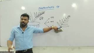 ශාක ආකාරය හා ක්‍රියා කාරීත්වය  Nephrolepis Life Cycle [upl. by Fernas]