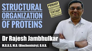 Structural organization of proteins [upl. by Gala]