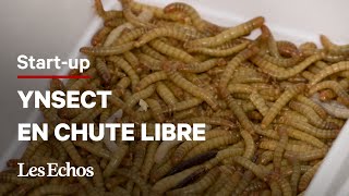 Pourquoi Ynsect le géant français de l’élevage d’insectes estil en chute libre [upl. by Anil]