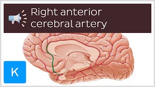 Right anterior cerebral artery  Anatomical Terms Pronunciation by Kenhub [upl. by Stinky242]