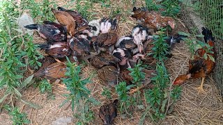 Raising chickens in a rural and family style chicken eat rice food and eat sola [upl. by Rettig]