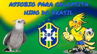 CANTO PARA CALOPSITA  HINO NACIONAL Treinamento de assobio para calopsita [upl. by Bond]