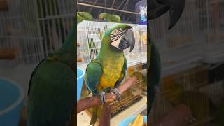 Macaw tries to bite me shorts [upl. by Emee]