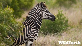 WildEarth  Sunset Safari  29 February 2024 [upl. by Suh]