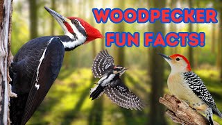 Woodpeckers Revealed 15 Fascinating Facts About Pileated RedBellied and Downy Woodpeckers [upl. by Hctud519]