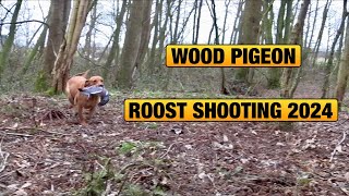 Wood PIgeon Shooting  Wood Pigeon Roost Shooting [upl. by Ardnuasak]