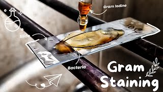 Gram staining procedure 🌸🔬 Bacterial staining technique  How to perform a gram stain Microbiology [upl. by Claudelle731]