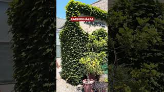 Erről ne maradj le ✨ Irány a Vácrátóti Arborétum 🪷 [upl. by Pudendas963]