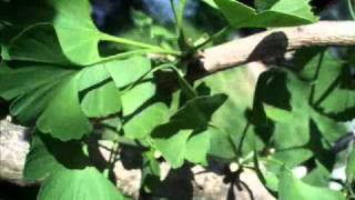 Ginkgo biloba timelapse [upl. by Naahsar]