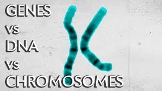 Genes vs DNA vs Chromosomes  Instant Egghead 19 [upl. by Ecirad]