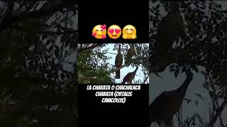 🐦‍⬛🐦Charata o chachalaca charata Ortalis canicollis aves esteros animals folk goat paraguay [upl. by Crespi]