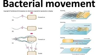 Bacterial movement using flagella [upl. by Penland]