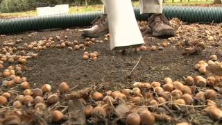 NUT HARVESTER 2014 [upl. by Wayolle]