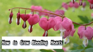 Dicentra  How to Grow Bleeding Hearts  How to Plant Dicentra [upl. by Tove]