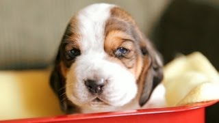 Basset Hound Puppies In A Tiny Wagon [upl. by Siuraj445]