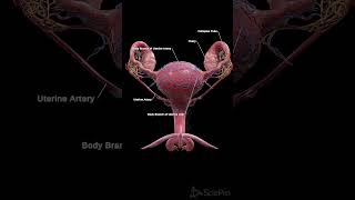 🌸 The Vascular Network of the Uterus 🌸anatomy [upl. by Scot]