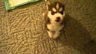 Husky puppossibly worlds smallestquot Remmyquot 8 wk old Husky pup Sits and speaks on command [upl. by Lindeberg490]