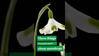 3 things you need to know about snowdrops wintergardens [upl. by Ancelin596]