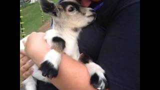 Kid baby goat Screaming [upl. by Anivlis]