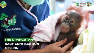 WILDSTREAMING EPISODE 14  THE ORANGUTAN BABY CONFISCATION MISSION [upl. by Lucania]