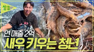 청춘시대 연 매출 2억 새우 키우는 청년 2TV 생생정보 KBS 230905 방송 [upl. by Tu]