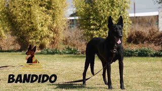 Pastor Belga Malinois guardia y protección [upl. by Kenyon]