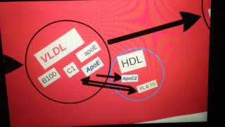 Lipoprotein metabolism endogenous [upl. by Palumbo152]