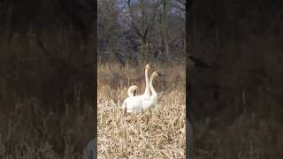 Trumpeter Swans [upl. by Noli398]