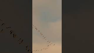 Pink footed geese [upl. by Nwahser]