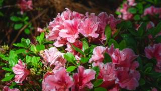 How to Prune Your Reblooming Encore Azaleas [upl. by Beatrisa539]