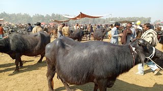 buffalo mandi fresh price Layyah today [upl. by Anirbac]