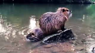 Washing up together Cute Coypu Nutria and Baby [upl. by Rodavlas]