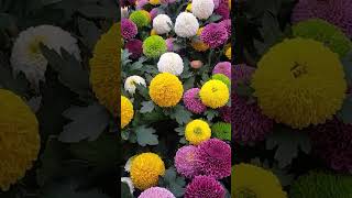 Pompon flowersbeautifulflowergardenamazing [upl. by Giarg]