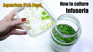 How to culture infusoria  aquarium fish food [upl. by Yla]