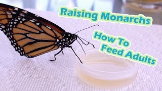 Raising Monarchs  How To Feed Adults Help The Monarch Butterfly [upl. by Eitsyrk]