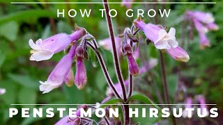 Penstemon Hirsutus  How to Grow Hairy Beardtongue [upl. by Jem55]