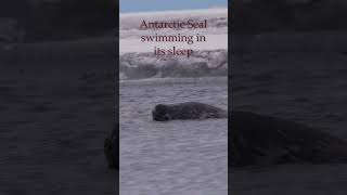 Weddell Seal swimming in its sleep [upl. by Jun84]