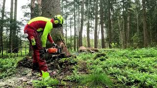 Wieder im Wald mit Forstreich TR 24 HD und Stihl MS 400 c [upl. by Llehcal769]