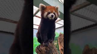 What a red panda sounds like [upl. by Odnomar]