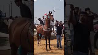 Pushkar Mela Horse Tournament winner 2024 🏆🥰🥰🥰  Pushkar Fair 2024  shorts viralshorts [upl. by Darsey466]