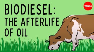 Biodiesel The afterlife of oil  Natascia Radice [upl. by Rehposirhc]