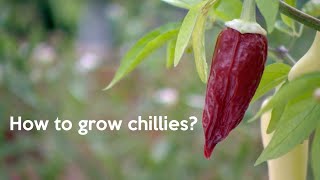 How to grow chillies in the UK [upl. by Silevi]