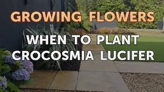 When to Plant Crocosmia Lucifer [upl. by Nyrhtac]