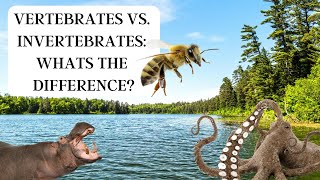 Vertebrates vs Invertebrates What’s the difference [upl. by Bullough339]