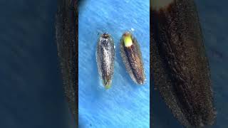 Time lapse of giant coreopsis seed flower germination nature [upl. by Licko]