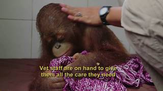 Orangutan Jungle School No One Likes Being Sick [upl. by Arbrab]