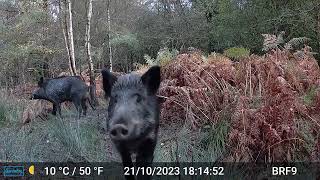 3 Wild Boars in the frame  Forest Of Dean [upl. by Eilarol]